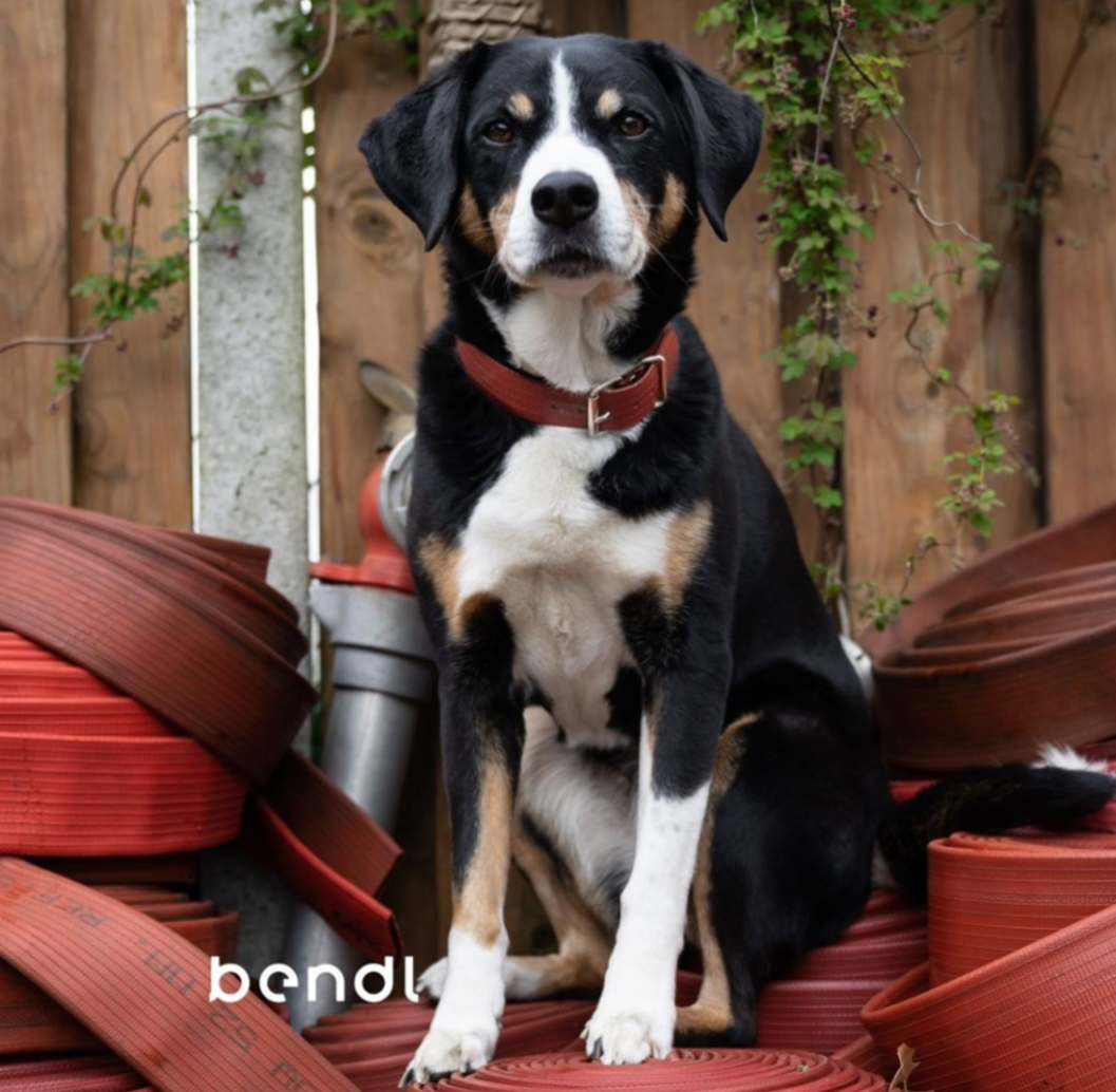 Bendl® hondenhalsband - gemaakt van afgekeurde brandweerslangen