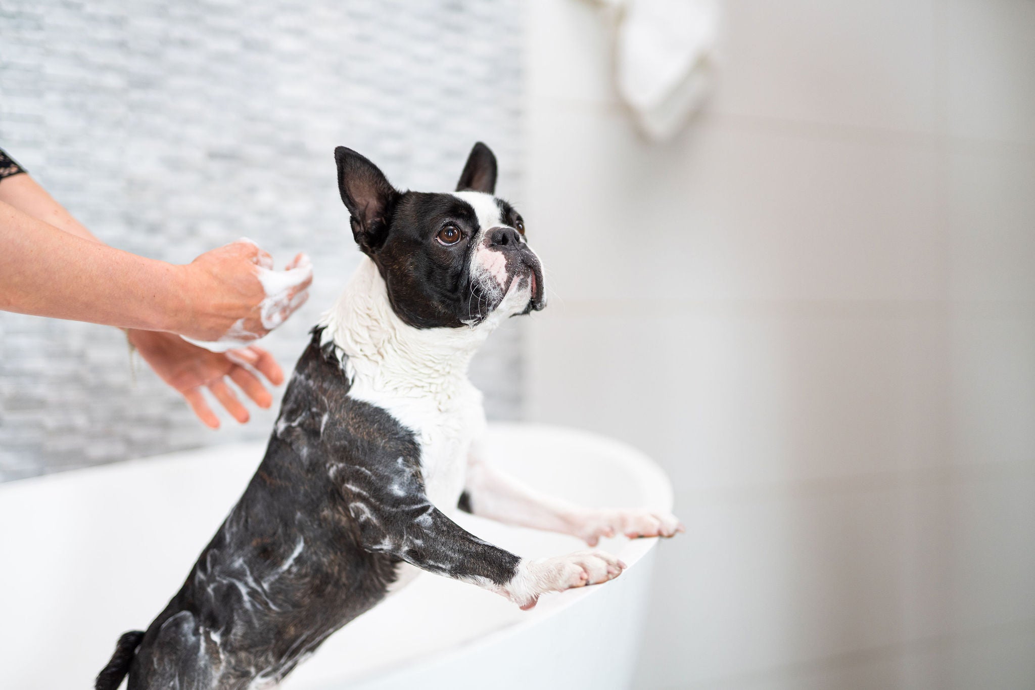 Shampoo Bar Hond – Korte Vacht